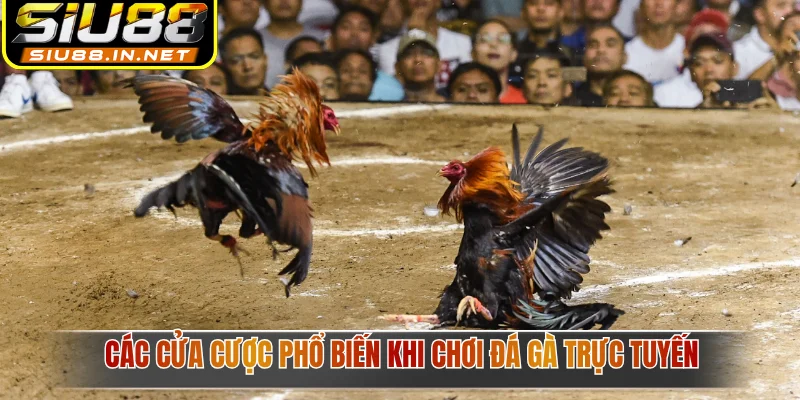 Các cửa cược phổ biến khi chơi đá gà trực tuyến