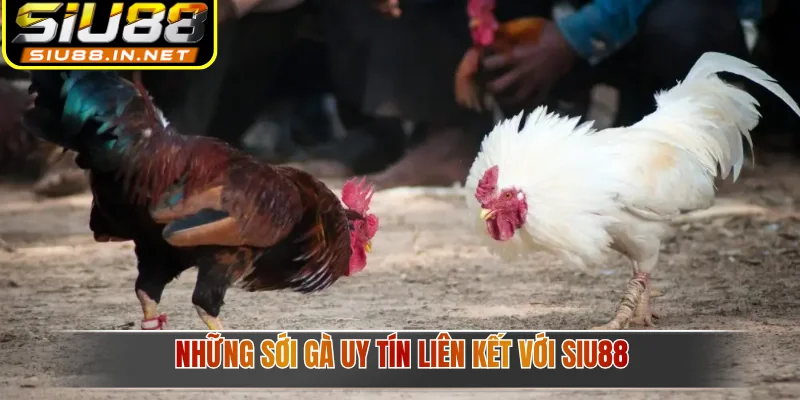 Những sới gà uy tín liên kết với Siu88